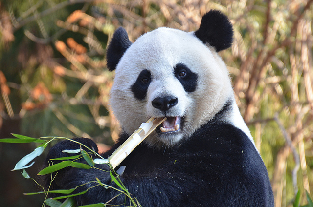 The Zoo's Giant Pandas Did Not Have Sex This Year