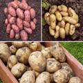 Complete Patio Potato Growing Kit