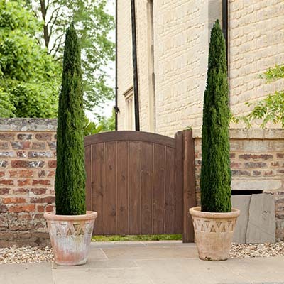 Pair of Italian Cypress Trees - 1.2-1.4m