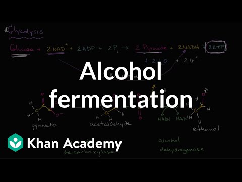 Alcohol or ethanol fermentation | Cellular respiration | Biology | Khan Academy