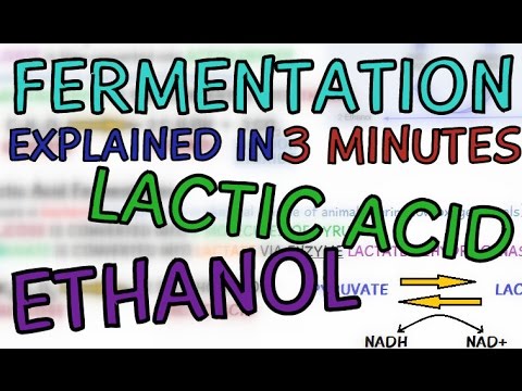 Fermentation explained in 3 minutes - Ethanol and Lactic Acid Fermentation