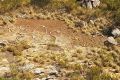 The SOS sign spotted by a helicopter pilot in the Kimberley.