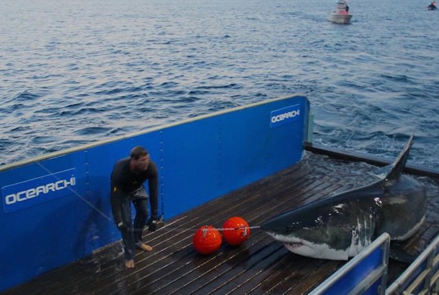 SUMMER'S HERE, BABY: Mary Lee The Shark Is Headed To NJ