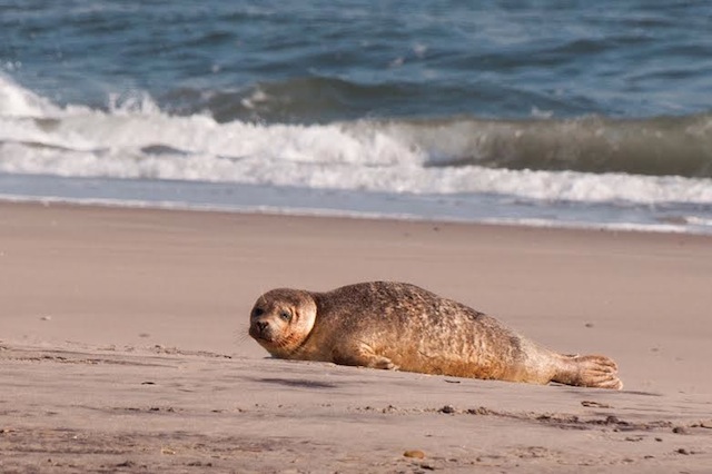 Reminder: Don't Take Selfies With Seals, OK?