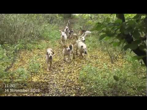 FOX RESCUED FROM THE SNAPPING JAWS OF HOUNDS