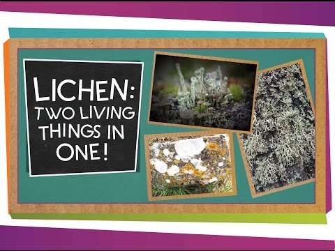 Lichen: Two Living Things In One