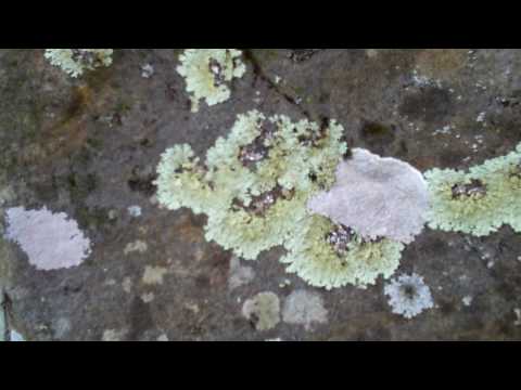 Lichen, the most awesome thing ever.