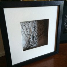  - 3D box sea fan frames - Picture Frames