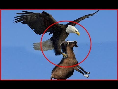 Giant Eagle throws a Goat alive from the sky - Eagle vs Goat