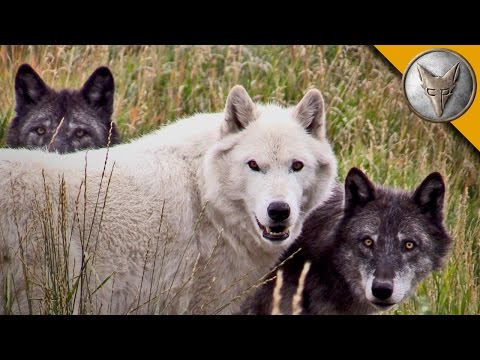 Wolf Pack Meets a Coyote!