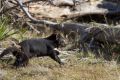 A Tasmanian devil being released into the wild in 2015.