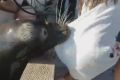 A California sea lion grabs a young girl by her dress and pulls her into the water off Fisherman's Wharf at Steveston ...