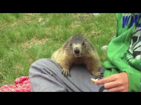 Awesome tamed marmot!