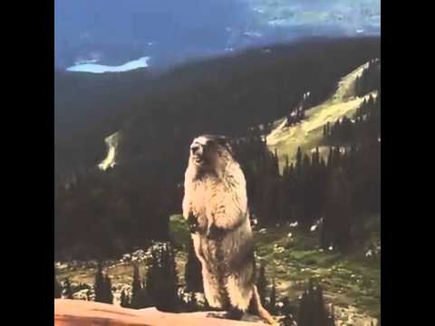 Marmot Scream