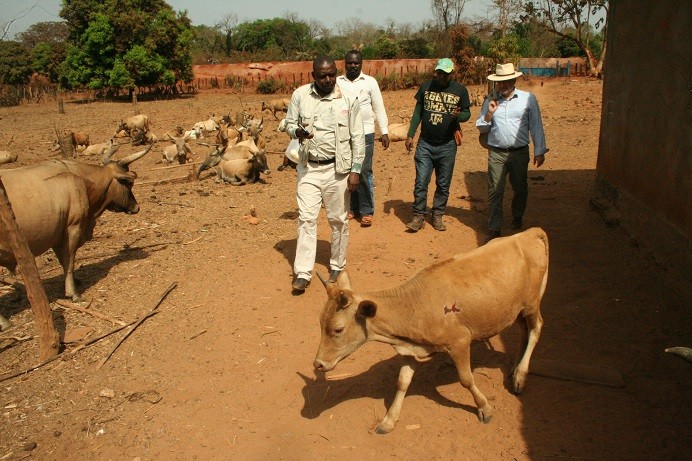 PNUD Guinée