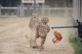 The Shanghai Wild Animal Park promotes a "one-hundred-metre race show between African Cheetah and Australian greyhound".