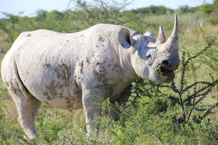 Unconventional Landscapes: Protected Areas Expansion in Namibia