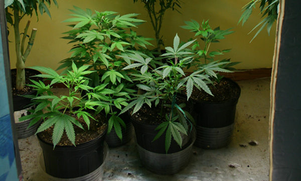 Beginners: How to Grow Just One Pot Plant in Your Home