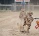 The Shanghai Wild Animal Park promotes a "one-hundred-metre race show between African Cheetah and Australian greyhound".