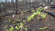 Woodland Caribou Park Burnt Area 2