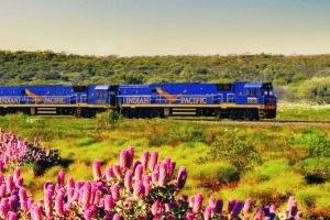 The Indian Pacific passing desert wildflowers.