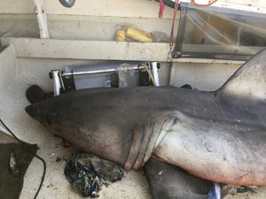 In this Sunday, May 28, 2017 photo released by Lance Fountain, a 2.7-meter (9-foot) great white shark lays on the deck of a fishing boat at Evans Head, Australia.