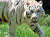 A female zookeeper in England has been killed after a tiger entered the enclosure she was in.