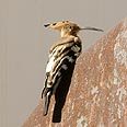 The Hoopoe Photo: Omer Hacohen