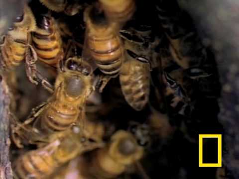 Killer Bees! | National Geographic