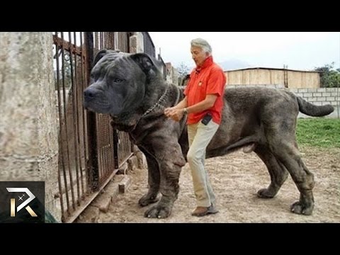 10 Biggest Guard Dogs In The World