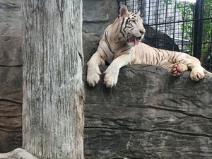 A Bengal white tiger (an endangered species) relaxes on top of a man-made rock formation inside its cage in a zoo.