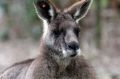 More than half the 2017 ACT Kangaroo cull quota will target animals on the Googong Foreshores. 