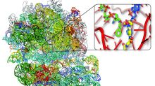 The protein-making machine from golden staph, the bacterial ribosome. 