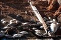 Dead bream and mulloway on the banks of the Murray River on North Yunderup on Sunday. 