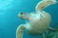 Turtle protections have been dropped for the Adani Abbot Point proposed Terminal 0.