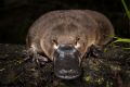 The platypus is an Australian icon but landmark research being conducted by a large team of Australian scientists ...