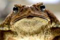 Cane toads have it one up on athletes - despite 'leaking' salts they don't lose electrolytes.