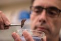 Dr Maurizio Rossetto of the Royal Botanic Gardens, Sydney, processing collected Banksia serrata seed. 