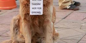 A stray dog in Turkey wears a sign of protest