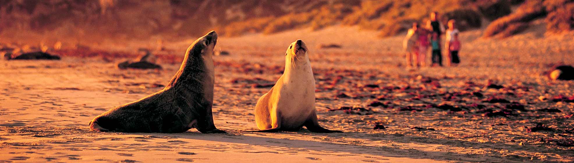 Two sea lions enjoy the evening light as a young family look on in the background