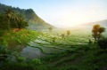 Bali, rice paddies