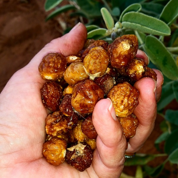 Kutjera bush tomato, one of six edible native tomatoe species, resembles smoky, sun-dried tomatoes.