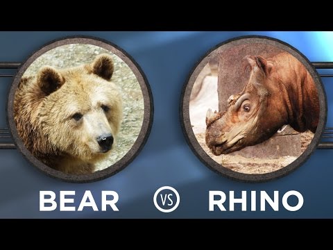 MAMMAL March Madness! | SKUNK BEAR