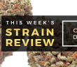 strainreview_articleheader_chem_dawg