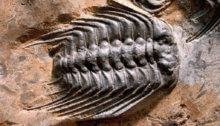 photo of trilobite