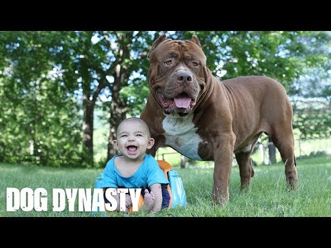 Giant Pit Bull Hulk & The Newborn Baby: DOG DYNASTY