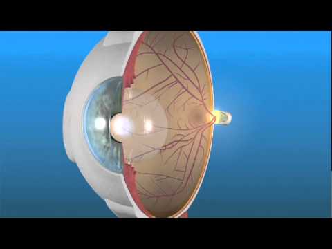 How the Eye Works and the Retina