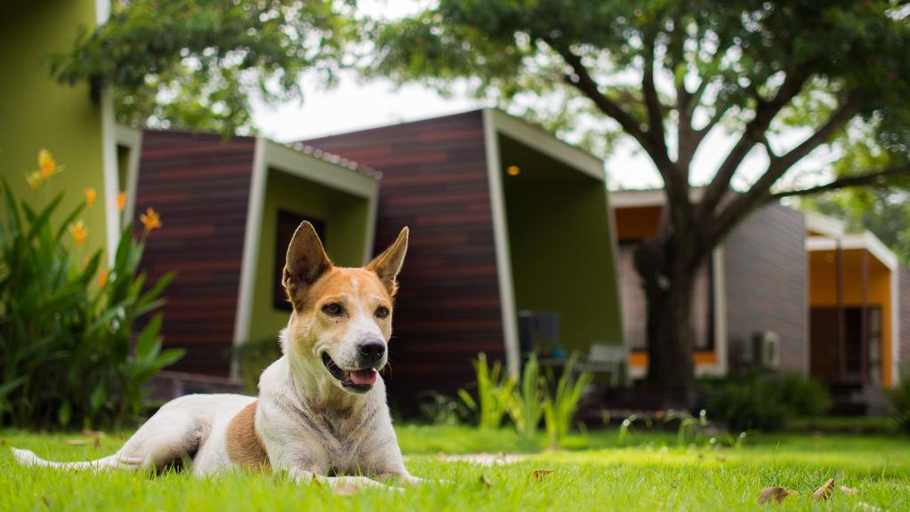 <i>Having dogs doesn’t automatically mean you have to give up dreams of having a lawn</i>