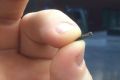 Jowan Osterlund from Biohax Sweden holds a small microchip implant, similar to those implanted in workers at the ...