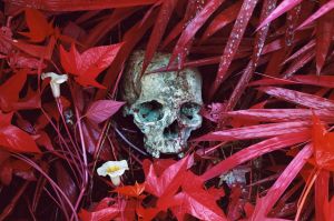 Skull of the victim of a massacre carried out by the FDLR in Busurungi, 2009. 